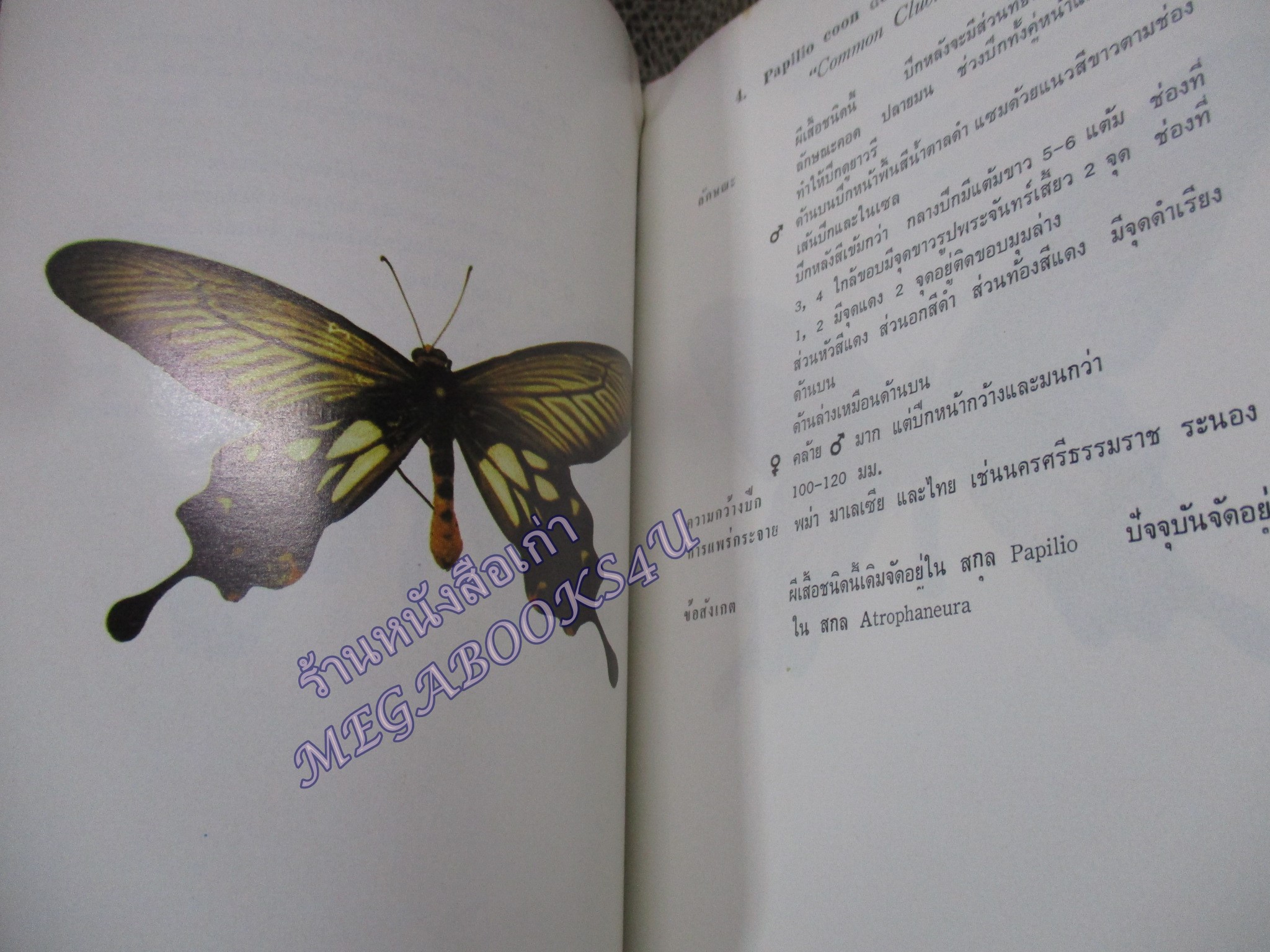 ผีเสื้อในเมืองไทย เล่ม 1 BUTTERFLIES IN THAILAND Vol.1