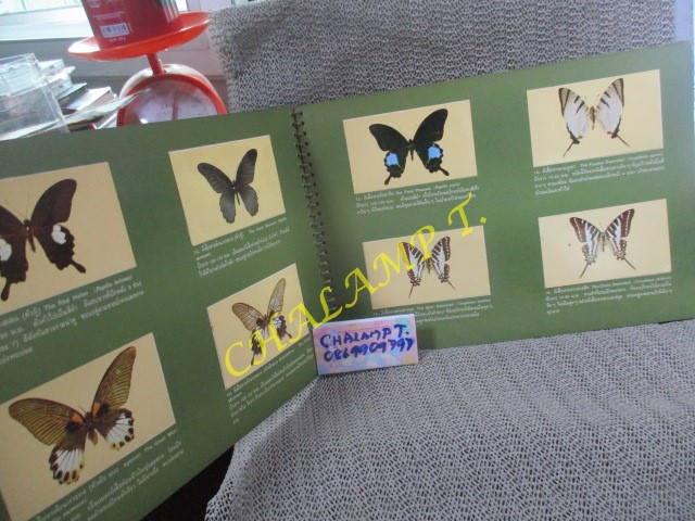 อัลบั้มสะสมรูปผีเสื้อไทย เกือบครบทุกรูป ขาด2รูปตามภาพ