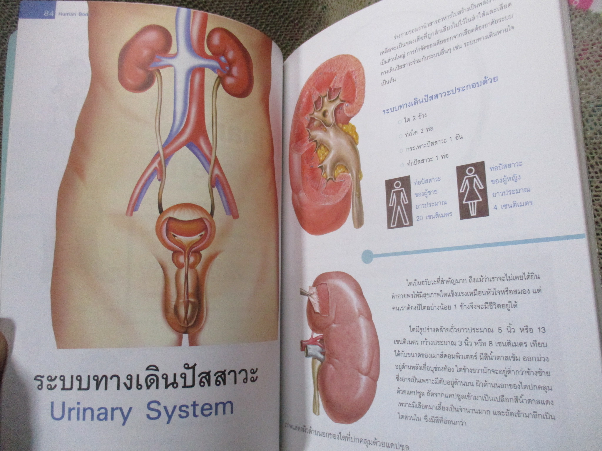 ระบบร่างกายมนุษย์ ฉบับปรับปรุง / ผศ. ดร.อรกัญญ์ ภูมิโคกรักษ์ / มุมปกช้ำหน่อย