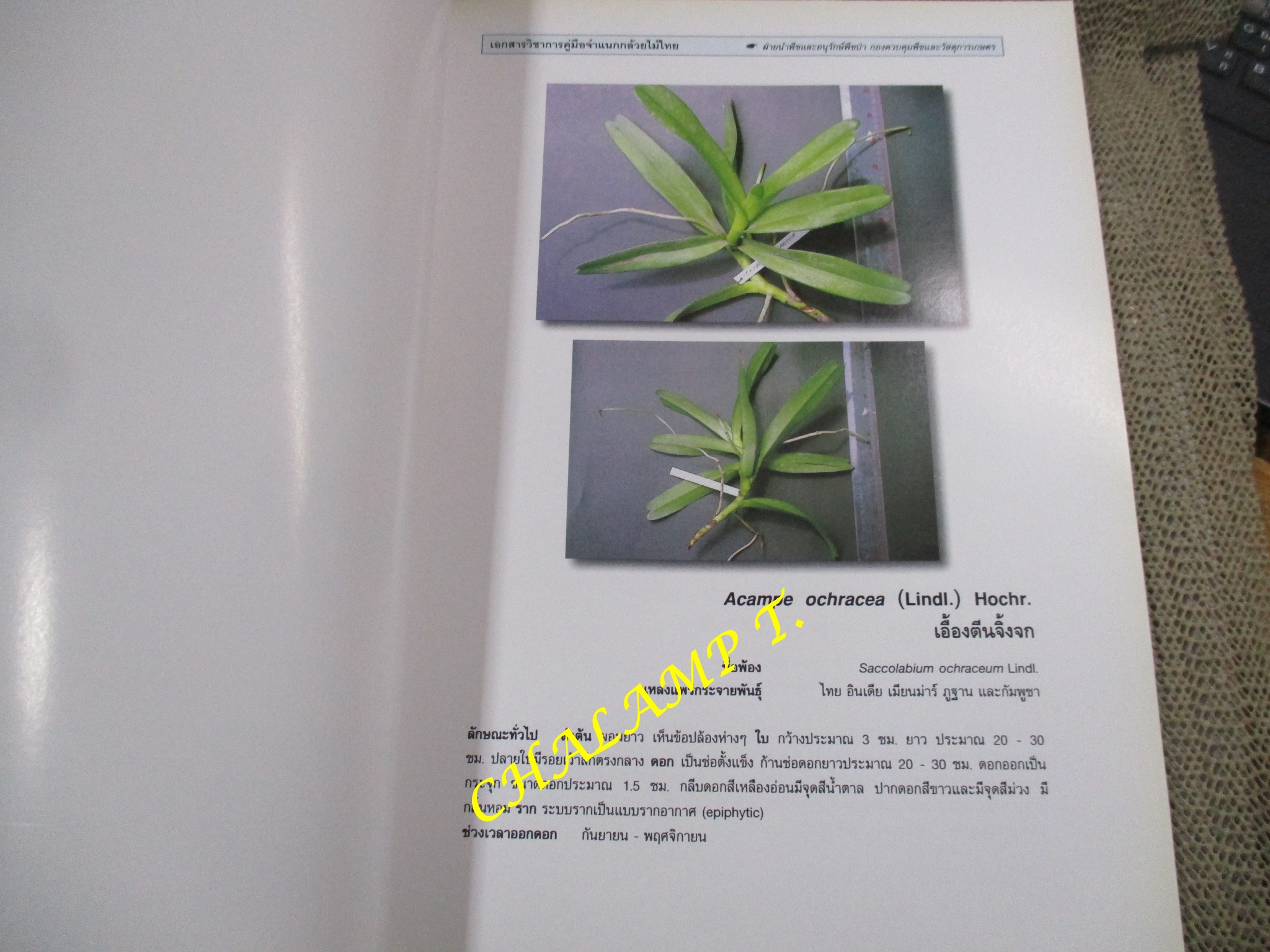 คู่มือจำแนกกล้วยไม้ไทย โดย ฝ่ายนำพืชและอนุรักษ์พืชป่า กองควบคุมพืชและวัสดุการเกษตร กระทรวงเกษตรและสหกรณ์