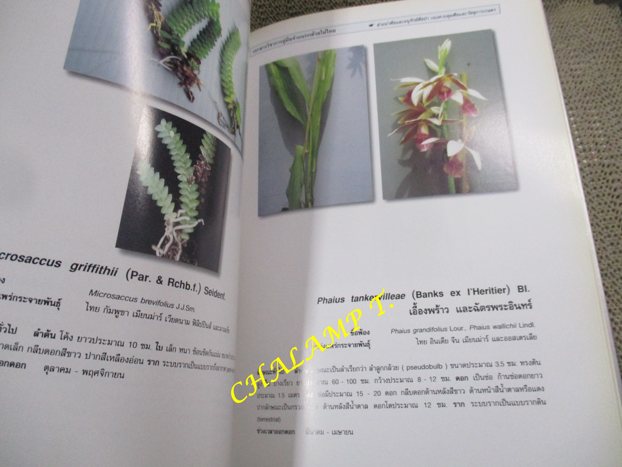 คู่มือจำแนกกล้วยไม้ไทย โดย ฝ่ายนำพืชและอนุรักษ์พืชป่า กองควบคุมพืชและวัสดุการเกษตร กระทรวงเกษตรและสหกรณ์