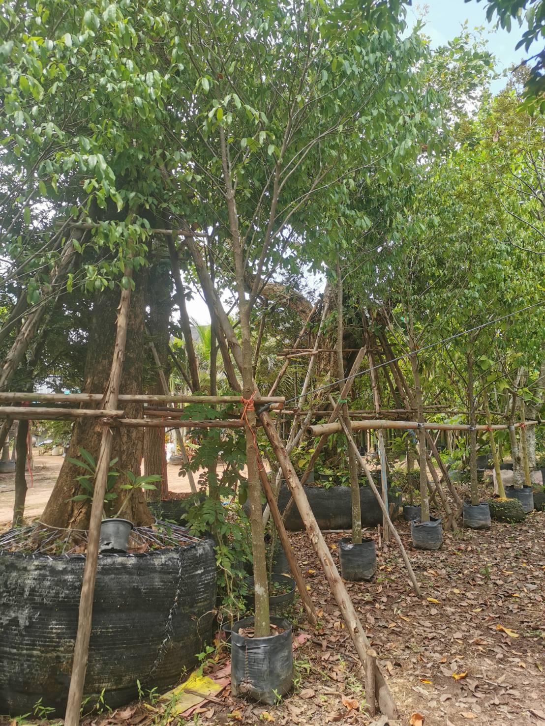 ต้นอิน-จัน ไม้หายาก