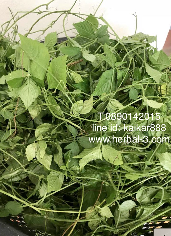 ต้นพันธุ์เจียวกู่หลาน