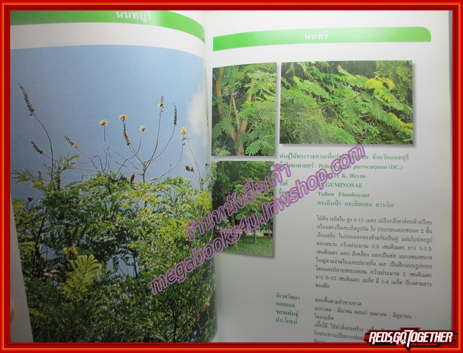 ต้นไม้มงคลพระราชทานประจำจังหวัด 72พรรษา พฤกษามหาราชินี ปี2547