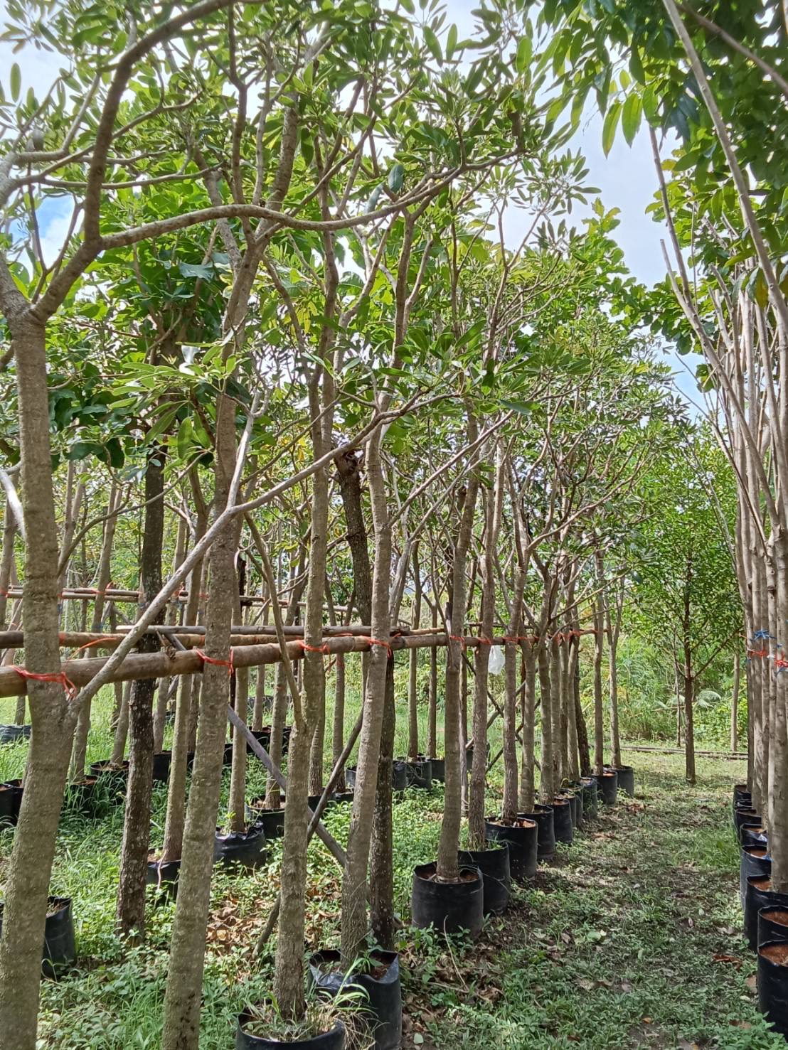 ต้นเหลืองปรีดียาธร