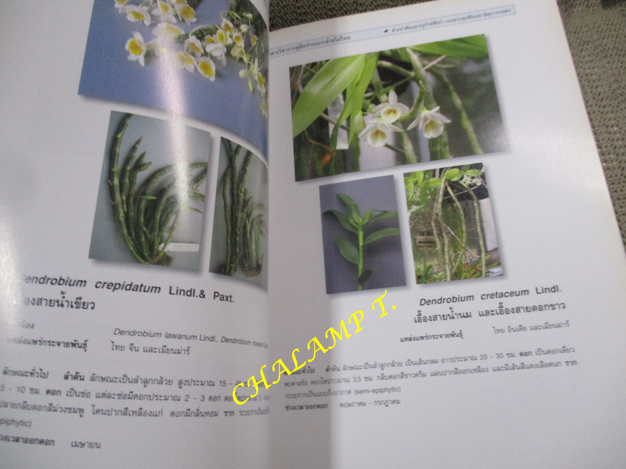 คู่มือจำแนกกล้วยไม้ไทย โดย ฝ่ายนำพืชและอนุรักษ์พืชป่า กองควบคุมพืชและวัสดุการเกษตร กระทรวงเกษตรและสหกรณ์