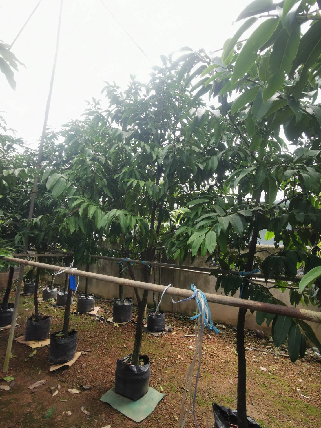 ต้นพลับไทย