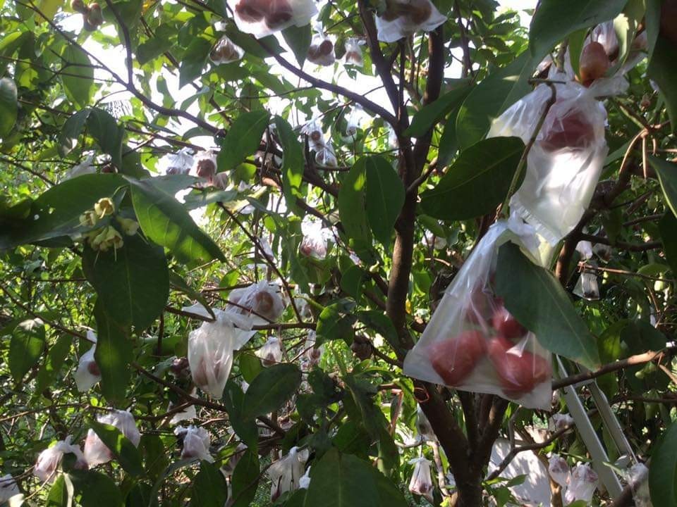 ต้นชมพู่ทับทิมจันทร์ 2 นิ้ว