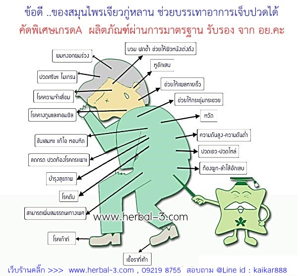 เจียวกู่หลานแพันธุ์พื้นบ้าน แท้100%