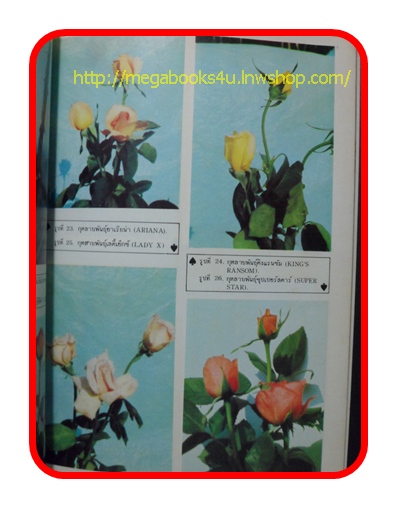 หนังสือ ไม้ตัดดอก กุหลาบ หน้าวัว แกลดิโอลัส เบญจมาศ บัว