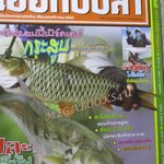 นิตยสาร เย่อกับปลา ฉบับที่177 2555 กระสูบแห่งเขื่อนสิรินธร