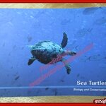 หนังสือ ชีววิทยาและการอนุรักษ์ เต่าทะเล SEA TURTLE (ฉบับภาษาอังกฤษ)