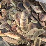 ฝักมะขามแขก (1 กก.)