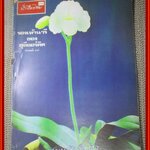 นิตยสารฟ้าเมืองไทย ฉบับ232 ปี2516 ปก กล้วยไม้รองเท้านารี มีงานเขียนของ รงค์ วงษ์สวรรค์