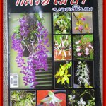 กล้วยไม้ป่า ยอดนิยม