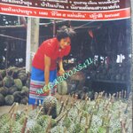 นิตยสารฟ้าเมืองไทย ฉบับ280 ปี2517 ปก ทุเรียนที่สามย่าน ระยอง มุมสันปกมีรอยขาดนิด