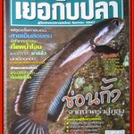 นิตยสาร เย่อกับปลา ฉบับที่079 ปี2547 ปก ช่อนกั้ง จากน้ำครำสู่ภูสูง