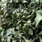 ชาใบหม่อน คัดเฉพาะใบ (1กิโล)