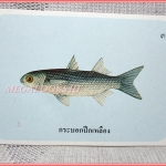 บัตรภาพธนาคารออมสิน ชุดปลาทะเลของไทย ปี2535