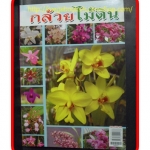 PA1405;กล้วยไม้ดิน, สภาพดี แข็งแรง สวย