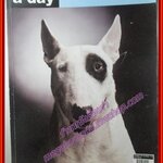 นิตยสารA DAY ฉบับที่119 ปก หมา หมา หมา