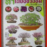 ทำเนียบชวนชมเงินล้าน (ต้นชวนชม)