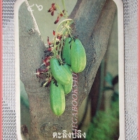 บัตรภาพธนาคารออมสิน ชุด ผลไม้ไทย ปี2528 No.46 ตะลิงปลิง