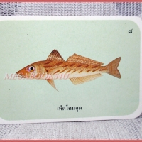 บัตรภาพธนาคารออมสิน ชุดปลาทะเลของไทย ปี2535 No.08