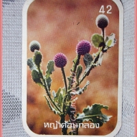 บัตรภาพธนาคารออมสิน ชุดดอกไม้ไทย ปี2520 No.42 ดอกหญ้าค้อนกลอง