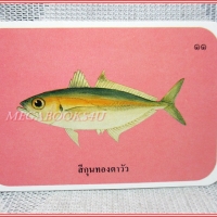 บัตรภาพธนาคารออมสิน ชุดปลาทะเลของไทย ปี2535 No.11