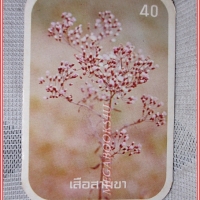บัตรภาพธนาคารออมสิน ชุดดอกไม้ไทย ปี2520 No.40 ดอกเสือสามขา