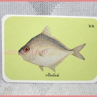 บัตรภาพธนาคารออมสิน ชุดปลาทะเลของไทย ปี2535 No.22