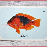 บัตรภาพธนาคารออมสิน ชุดปลาทะเลของไทย ปี2535 No.09