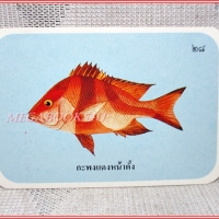 บัตรภาพธนาคารออมสิน ชุดปลาทะเลของไทย ปี2535 No.28