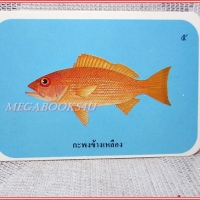 บัตรภาพธนาคารออมสิน ชุดปลาทะเลของไทย ปี2535 No.05