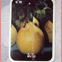 บัตรภาพธนาคารออมสิน ชุด ผลไม้ไทย ปี2528 No.42 ส้มโอ