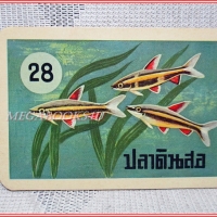 บัตรภาพธนาคารออมสิน ชุดปลาเลี้ยงสวยงาม No.28