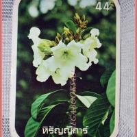 บัตรภาพธนาคารออมสิน ชุดดอกไม้ไทย ปี2520 No.44 ดอกหิรัญญิการ์