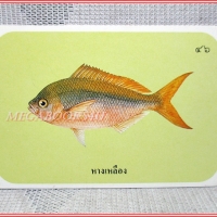 บัตรภาพธนาคารออมสิน ชุดปลาทะเลของไทย ปี2535 No.46