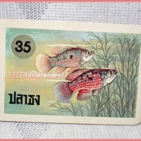 บัตรภาพธนาคารออมสิน ชุดปลาเลี้ยงสวยงาม No.35