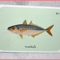 บัตรภาพธนาคารออมสิน ชุดปลาทะเลของไทย ปี2535 No.20