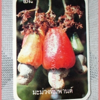 บัตรภาพธนาคารออมสิน ชุด ผลไม้ไทย ปี2528 No.28 มะม่วงหิมพานต์