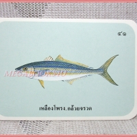 บัตรภาพธนาคารออมสิน ชุดปลาทะเลของไทย ปี2535 No.41