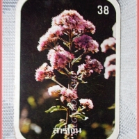 บัตรภาพธนาคารออมสิน ชุดดอกไม้ไทย ปี2520 No.38 ดอกสารเงิน