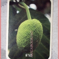 บัตรภาพธนาคารออมสิน ชุด ผลไม้ไทย ปี2528 No.41 สาเก
