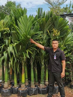 หมากเตี้ย