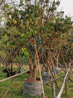 ลองกอง 6 นิ้ว ติดลูกพุ่มสวย