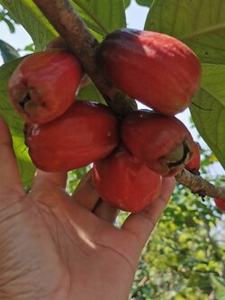 ชมพู่มะเหมี่ยว