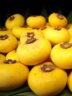 ต้นอิน-จัน ไม้หายาก