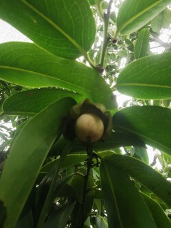 ต้นพลับไทย